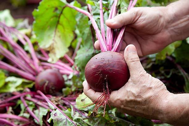Beets: Nutrition Facts You Need to Know - Beetroot Pro® & Endurance360® Official Store