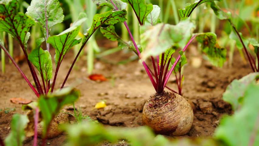 Start Growing Beets in Your Backyard - Beetroot Pro® & Endurance360® Official Store