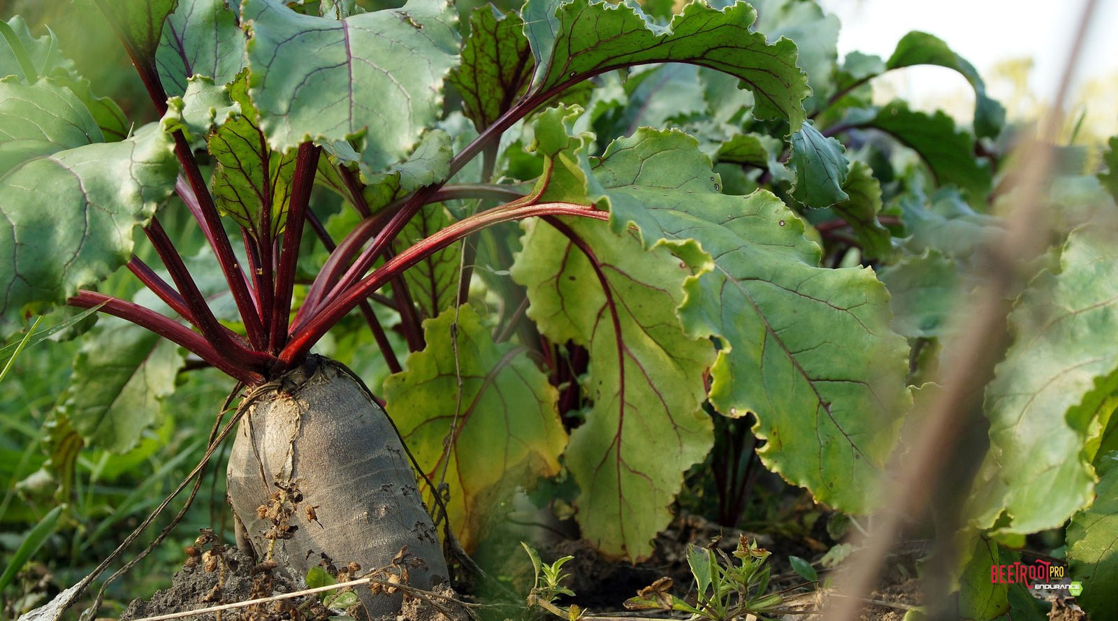 Beet Calories and Nutrition Facts - Beetroot Pro® & Endurance360® Official Store