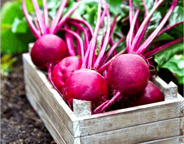 Beetroot is a Super Food for Your Brain - Beetroot Pro® & Endurance360® Official Store